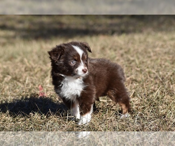 Medium Photo #3 Miniature American Shepherd Puppy For Sale in PALM COAST, FL, USA