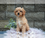 Small Cavapoo