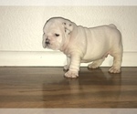 Small #4 Bulldog