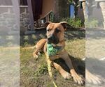 Small #1 German Shepherd Dog Mix