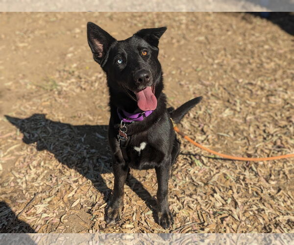 Medium Photo #6 Mutt Puppy For Sale in San Diego, CA, USA