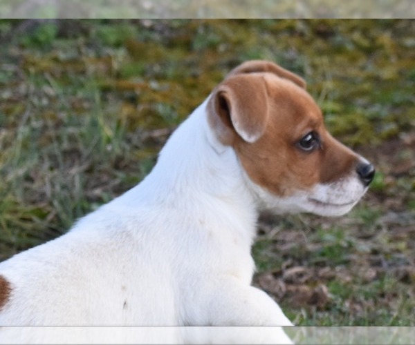 Medium Photo #11 Jack Russell Terrier Puppy For Sale in APPLE GROVE, WV, USA
