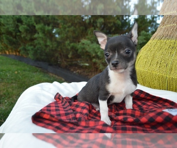 View Ad Chihuahua Puppy for Sale near Pennsylvania, HONEY