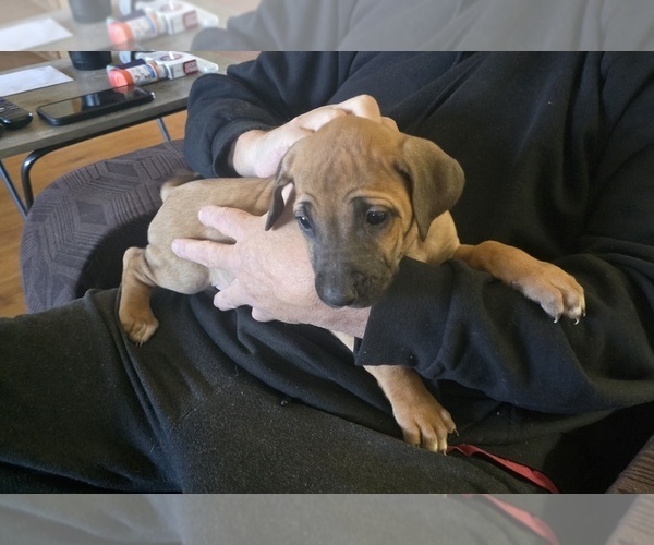 Medium Photo #1 Rhodesian Ridgeback Puppy For Sale in ALBA, TX, USA
