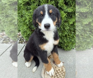Bernese Mountain Dog Puppy for sale in MIDDLEBURY, IN, USA