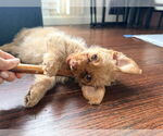 Small #6 Maltipoo (Miniature)