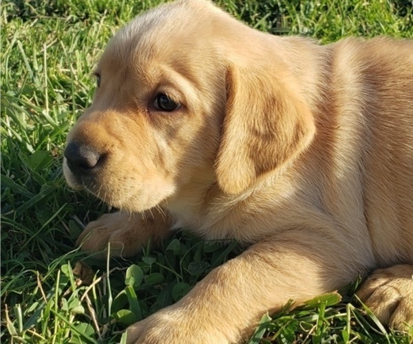 Medium Photo #1 Labrador Retriever Puppy For Sale in TWIN FALLS, ID, USA