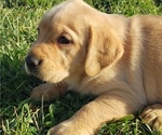 Small Photo #1 Labrador Retriever Puppy For Sale in TWIN FALLS, ID, USA