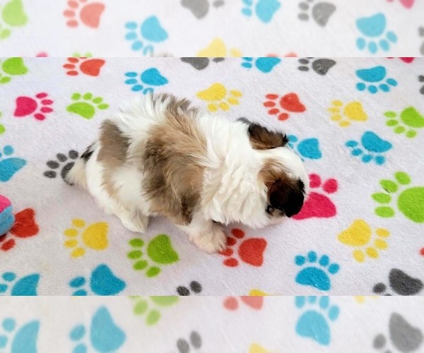 Medium Photo #12 Papitese Puppy For Sale in ORO VALLEY, AZ, USA