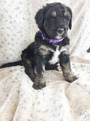 Bernedoodle Puppy for sale in FLOYD, IA, USA