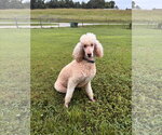 Small #4 Poodle (Standard)
