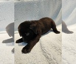 Small #2 Labrador Retriever