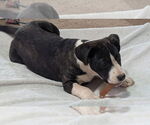 Small #3 Catahoula Leopard Dog Mix
