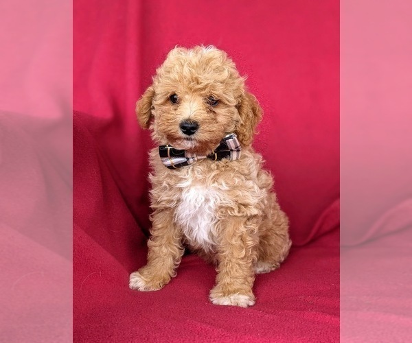 Medium Photo #3 Poodle (Miniature) Puppy For Sale in HOLTWOOD, PA, USA