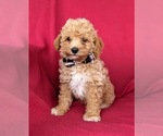Small Photo #3 Poodle (Miniature) Puppy For Sale in HOLTWOOD, PA, USA