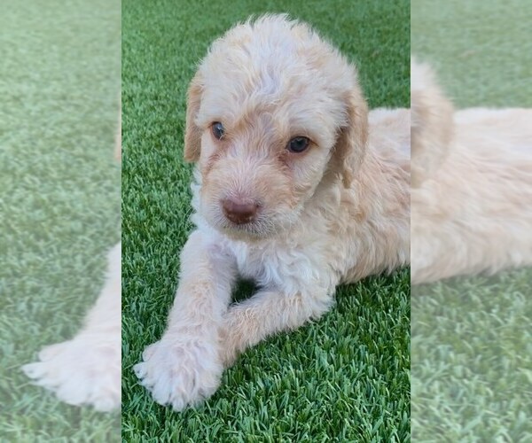 Medium Photo #1 Labradoodle Puppy For Sale in THE VILLAGES, FL, USA