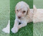 Small Photo #1 Labradoodle Puppy For Sale in THE VILLAGES, FL, USA