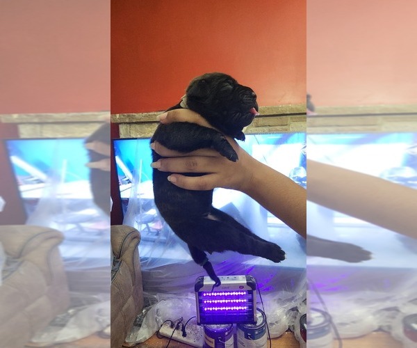 Medium Photo #1 Cane Corso Puppy For Sale in CHICAGO, IL, USA