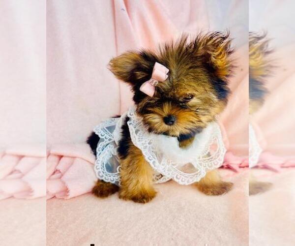 Medium Photo #11 Yorkshire Terrier Puppy For Sale in FORT LAUDERDALE, FL, USA