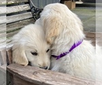Small Photo #5 English Cream Golden Retriever Puppy For Sale in BARNWELL, SC, USA