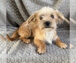 Small #3 Morkie