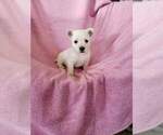 Puppy Sally West Highland White Terrier