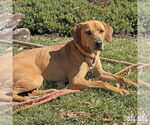 Small #15 Mutt