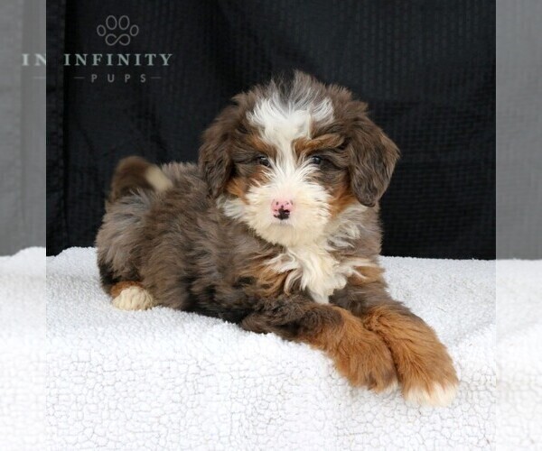 Medium Photo #3 Bernedoodle Puppy For Sale in EPHRATA, PA, USA