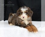 Small Photo #3 Bernedoodle Puppy For Sale in EPHRATA, PA, USA