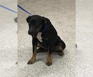Australian Kelpie-Unknown Mix Dogs for adoption in Conroe, TX, USA