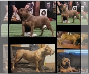 Mother of the American Bully puppies born on 02/19/2023