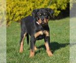 Small Photo #1 Rottweiler Puppy For Sale in DANVILLE, PA, USA