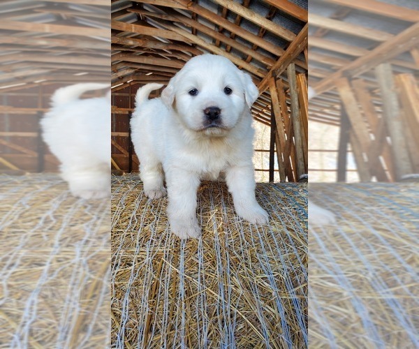 Medium Photo #1 Great Pyrenees Puppy For Sale in WATTS, OK, USA