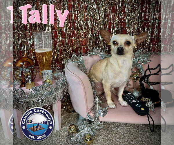 Medium Photo #7 Chihuahua-Unknown Mix Puppy For Sale in Arcadia, FL, USA