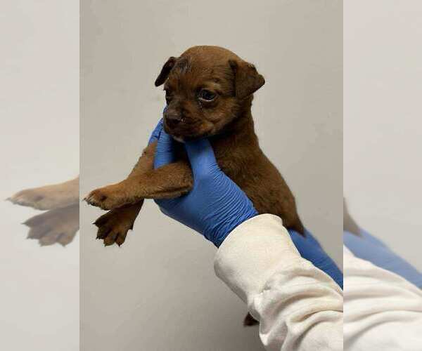 Medium Photo #1 Mutt Puppy For Sale in New York, NY, USA