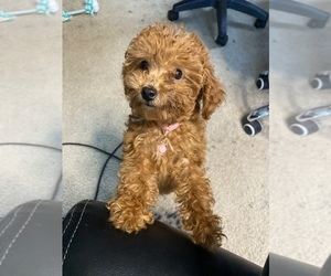 Poodle (Miniature) Puppy for sale in STONE MOUNTAIN, GA, USA