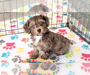 Poovanese Puppy for sale in ORO VALLEY, AZ, USA