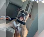 Small #6 American Pit Bull Terrier Mix