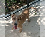 Small #2 American Pit Bull Terrier-Great Dane Mix