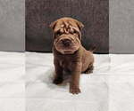 Small Photo #9 Chinese Shar-Pei Puppy For Sale in SHAWNEE, OK, USA