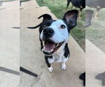 Small #2 Mutt