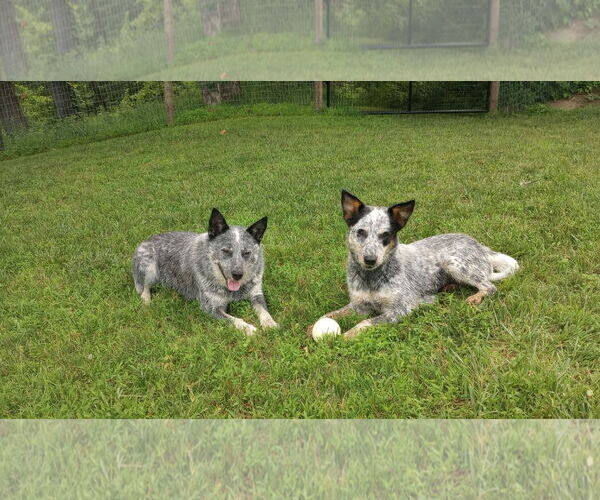 Medium Photo #2 Mutt Puppy For Sale in Garden City, NY, USA