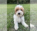 Small Photo #37 Poodle (Miniature) Puppy For Sale in DURHAM, CT, USA