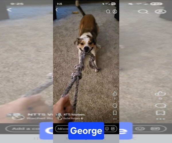 Medium Photo #10 Mutt Puppy For Sale in Foristell, MO, USA