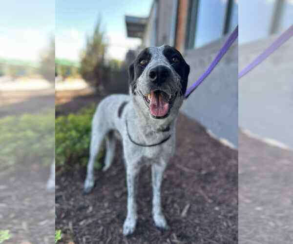 Medium Photo #4 Retriever -Unknown Mix Puppy For Sale in Greenville, SC, USA
