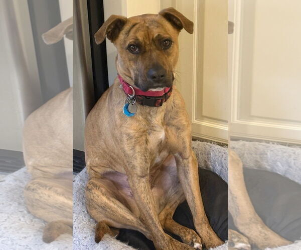 Medium Photo #3 Mutt Puppy For Sale in Columbia, SC, USA