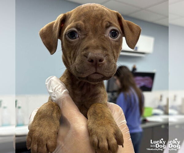 Medium Photo #4 Labrador Retriever-Retriever  Mix Puppy For Sale in Washington, DC, USA