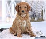 Small Photo #1 Goldendoodle (Miniature) Puppy For Sale in EPHRATA, PA, USA