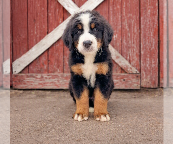 Medium Photo #1 Bernese Mountain Dog Puppy For Sale in DUNDEE, OH, USA