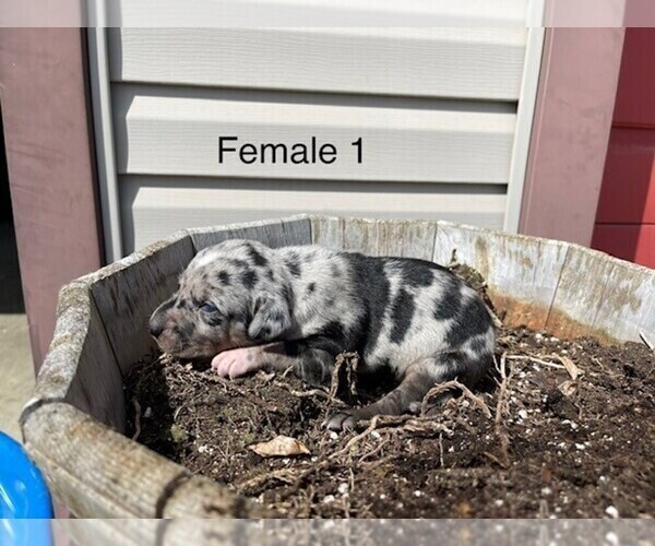 Medium Photo #2 Catahoula Leopard Dog Puppy For Sale in CRAIGVILLE, IN, USA